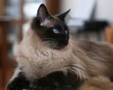 кошка балинезийская